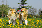 playing collies