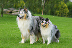 Collies