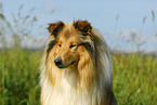 Collie Portrait