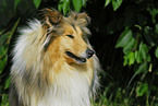 Collie Portrait