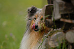 Collie Portrait