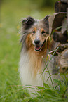 Collie Portrait