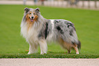 Collie