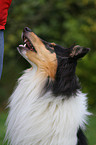 longhaired collie portrait