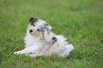 Collie Puppy