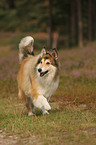 walking longhaired collie