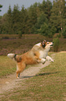 running longhaired collie