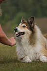 longhaired collie