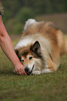 longhaired collie