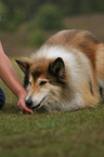 longhaired collie