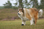 longhaired collie