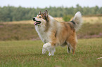 walking longhaired collie