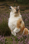 longhaired collie