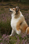 longhaired collie