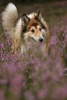 longhaired collie