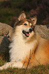 longhaired collie