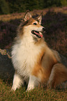 longhaired collie