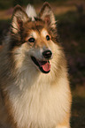 longhaired collie portrait