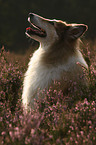 longhaired collie portrait