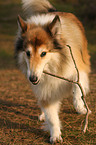 retrieving longhaired collie