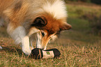 longhaired collie