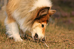 longhaired collie