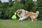 playing Collies