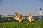 running longhaired collies
