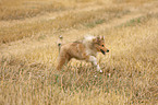 young longhaired Collie