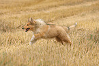 young longhaired Collie