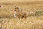 young longhaired Collie