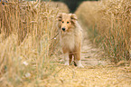 young longhaired Collie