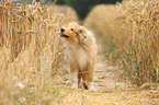 young longhaired Collie