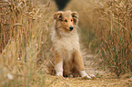 young longhaired Collie