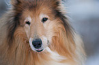 longhaired Collie Portrait