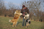 woman with longhaired collies