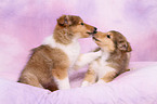 longhaired collie puppies