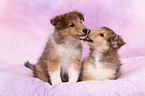 longhaired collie puppies