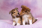 longhaired collie puppies