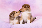 longhaired collie puppies