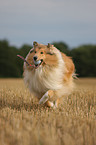 playing longhaired collie