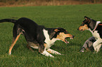 shorthaired Collies