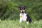 shorthaired Collie Puppy