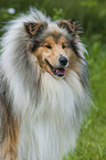 longhaired Collie portrait