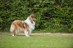 longhaired Collie