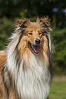 longhaired Collie portrait