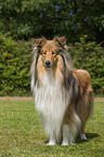 longhaired Collie