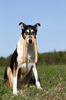 shorthaired Collie with sausages