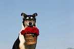 shorthaired Collie with roses