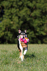 shorthaired Collie with flowers